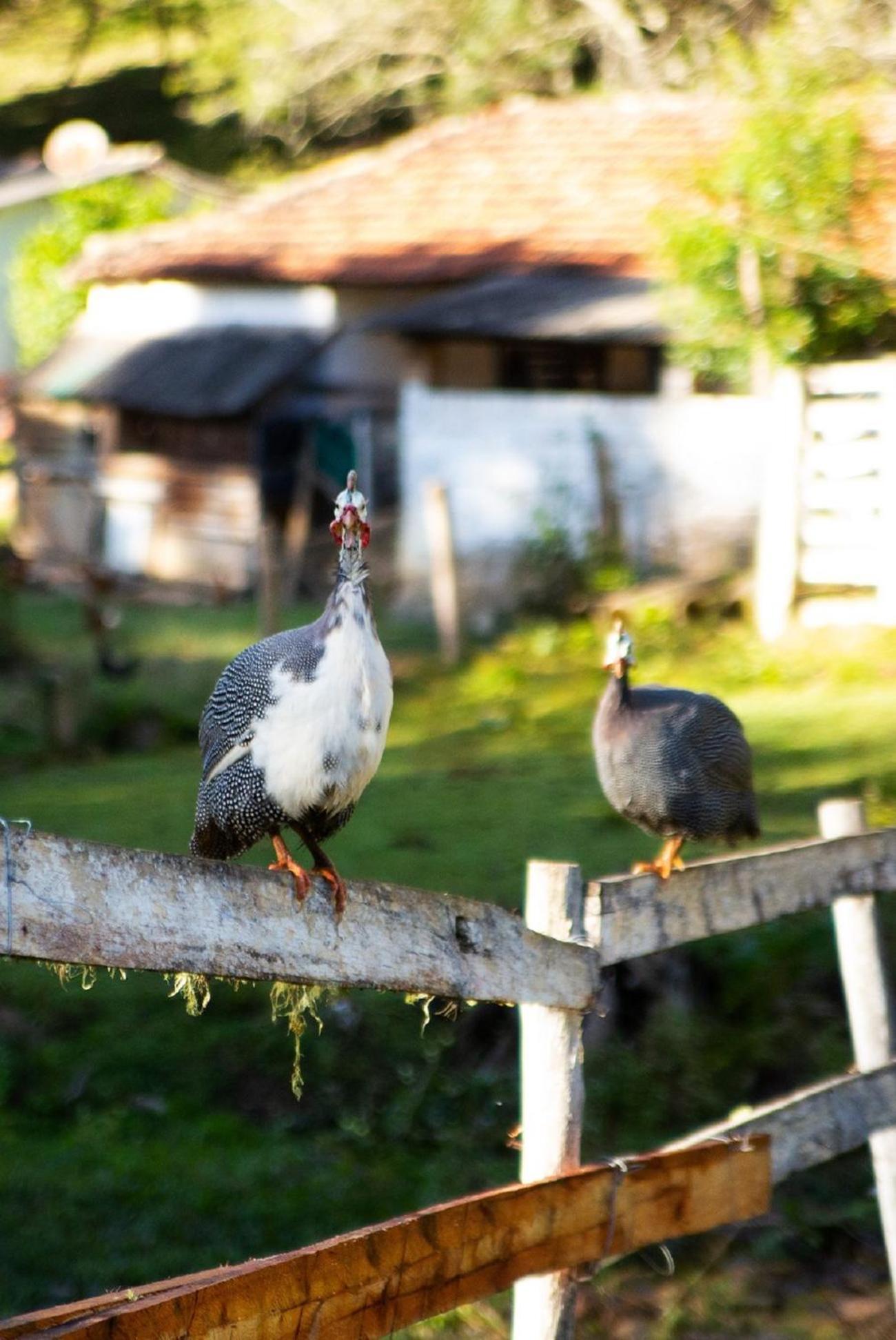 Chales Vinhas Da Harmonia L Pousada Em Cunha Sp Экстерьер фото