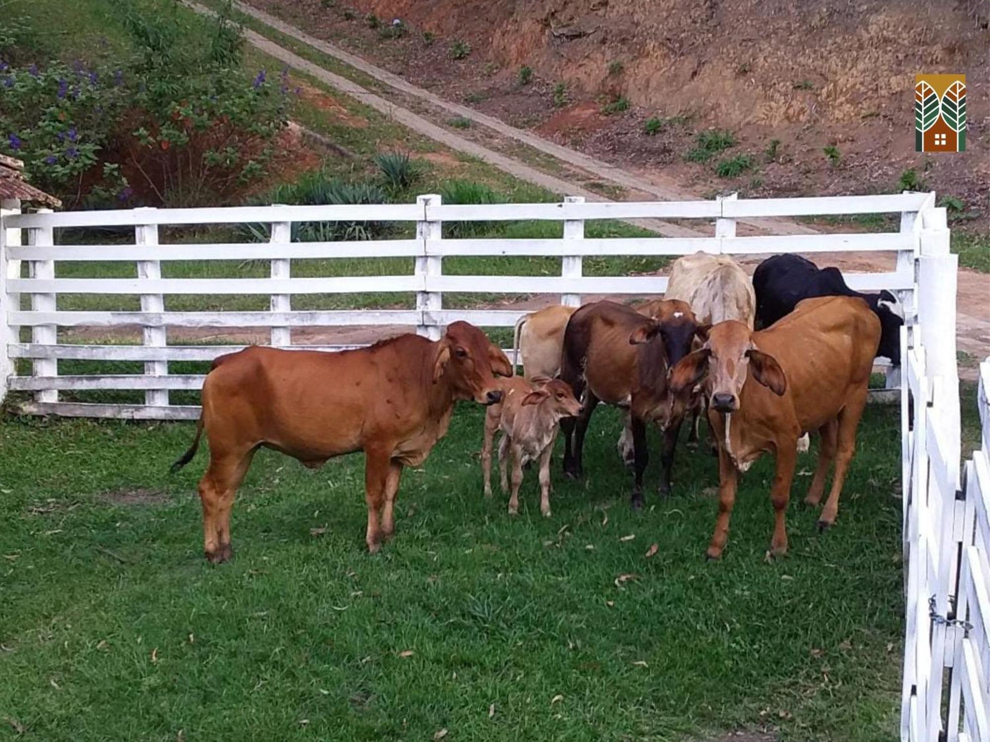 Chales Vinhas Da Harmonia L Pousada Em Cunha Sp Номер фото